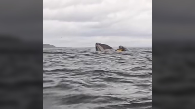 ¡Ballena traga a venezolano y escupe en Chile!