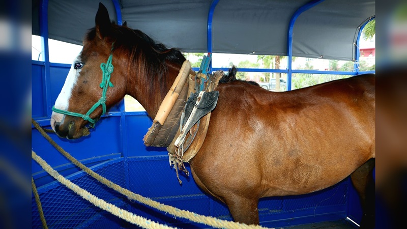Gobierno de Matamoros reitera su compromiso contra maltrato animal