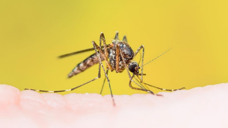 “Alerta Epidemiológica por fiebre amarilla”: OPS