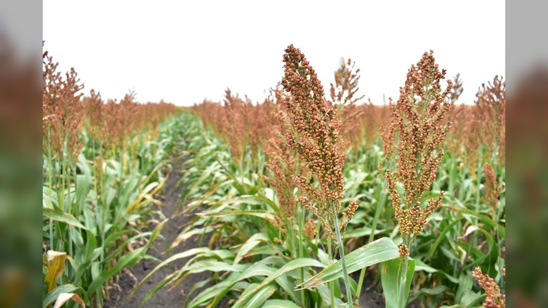 Productores de sorgo tamaulipecos se beneficiarán con ‘Ley de Biocombustibles’