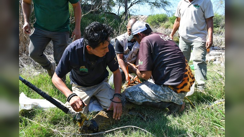 Rescata CPBT cocodrilo en ejido El Olmo