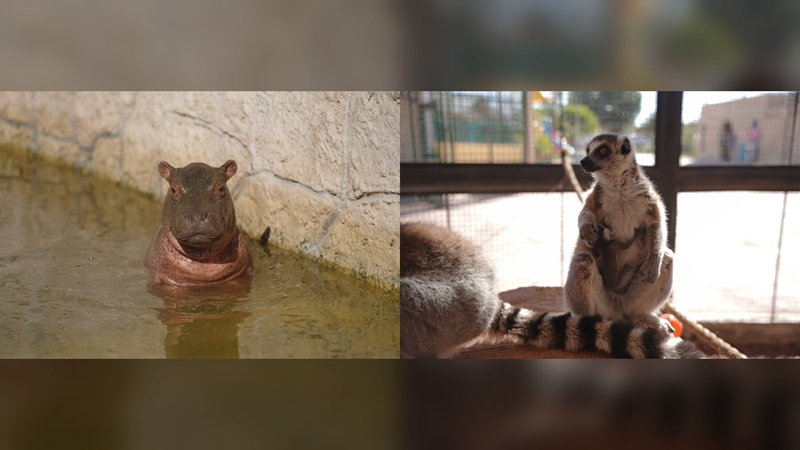 Tiene Zoo NLD inquilinos, nacen crías de hipopótamo y lémur