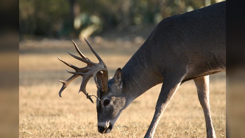 Acaba temporada de cacería de venado; sumó 3 mil participantes