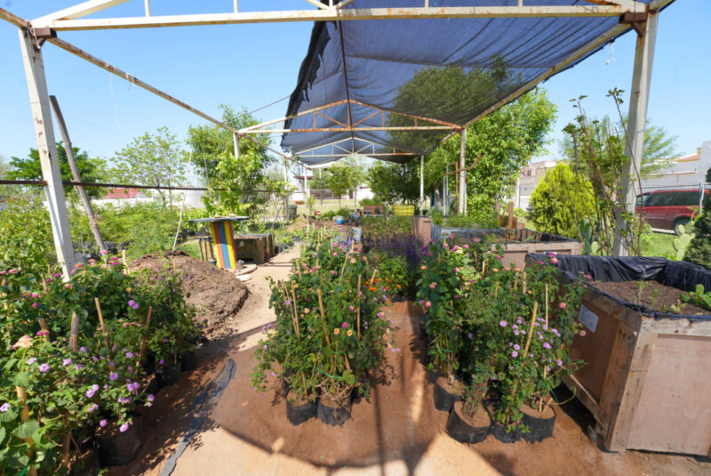 NLD crea jardines polinizadores en espacios públicos