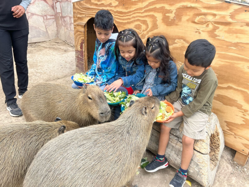 Zoológico, acuario y alberca gratis en el Parque Viveros