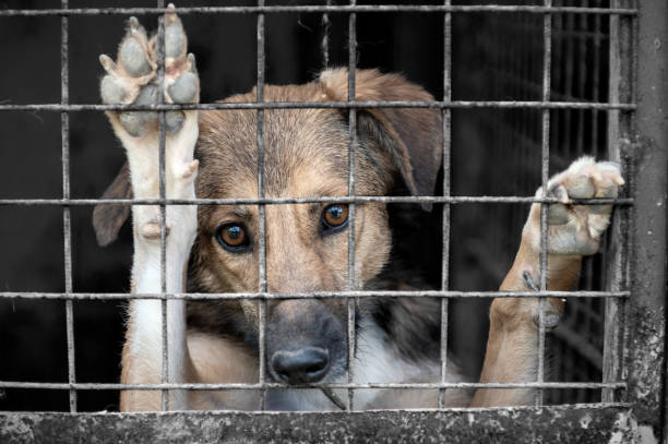 Nuevo Laredo contra el maltrato animal