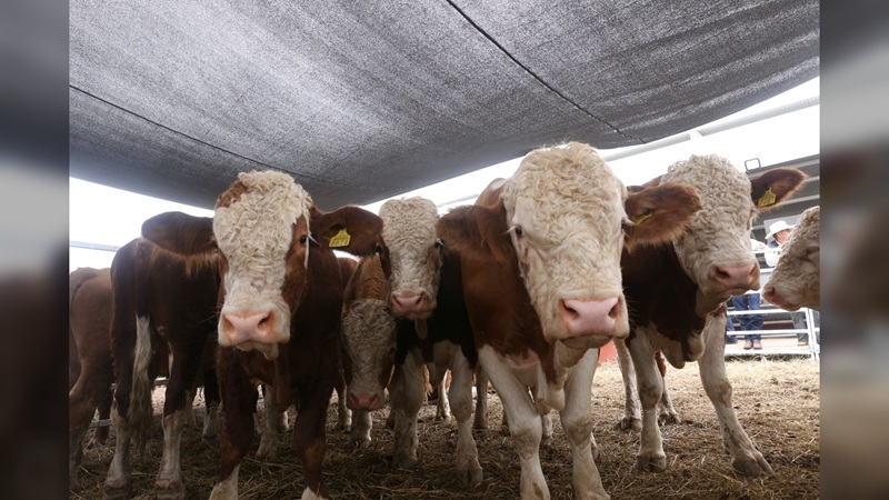 Prepara Desarrollo Rural evento de Mejoramiento Genético 2025
