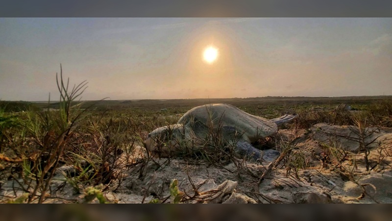Incrementa Tamaulipas resguardo de huevos de tortuga lora en un 20%