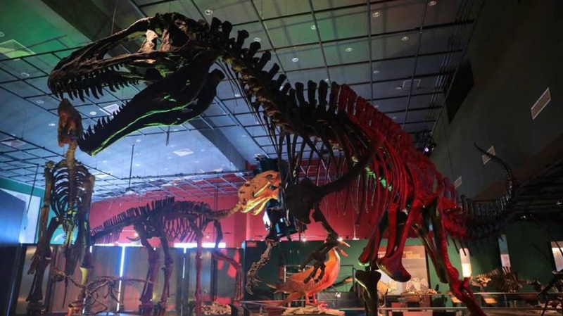 Invitan a una noche en el museo de NLD