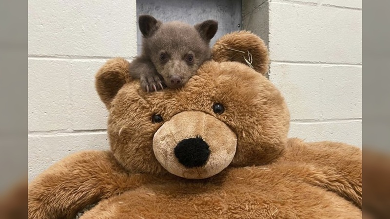 Osezno huérfano encuentra consuelo en un oso de peluche