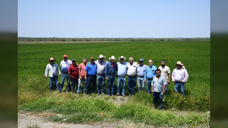 Supervisa secretario de Desarrollo Rural siembra de arroz