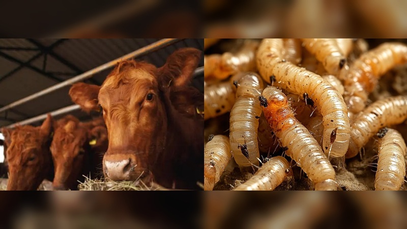 E.U.A suspende exportación de ganado mexicano por gusano barrenador