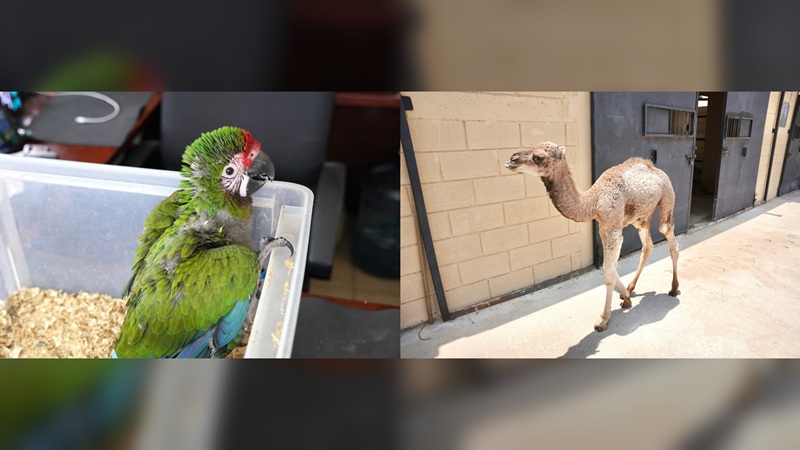 Zoo de NLD da la bienvenida a nuevos integrantes