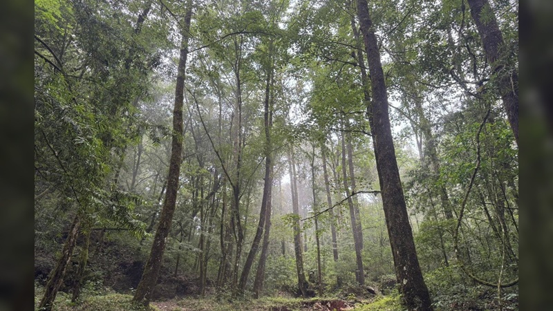Celebrará Tamaulipas el Día del Árbol con pocos recursos para proteger sus bosques