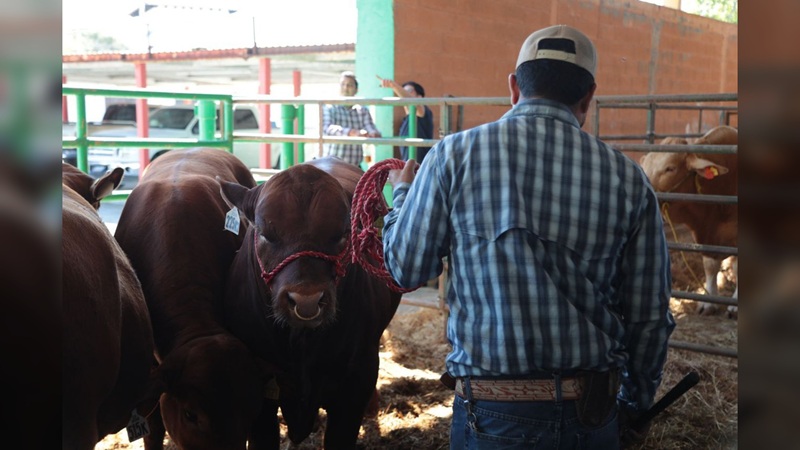 NLD impulsa el desarrollo ganadero con entrega de bebederos a bajo costo