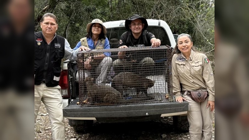 Rescatan a 3 jaguarundis en Aldama y los liberan en la sierra