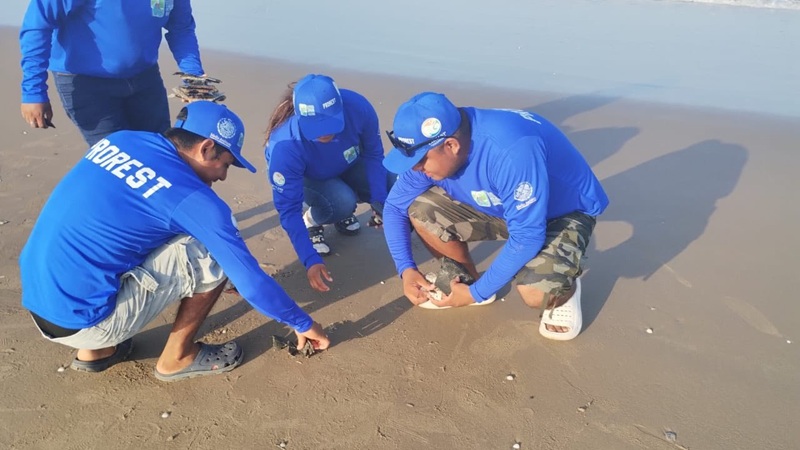 Tortugas marinas, delfines y manatíes afectados por explosión del cohete de SpaceX