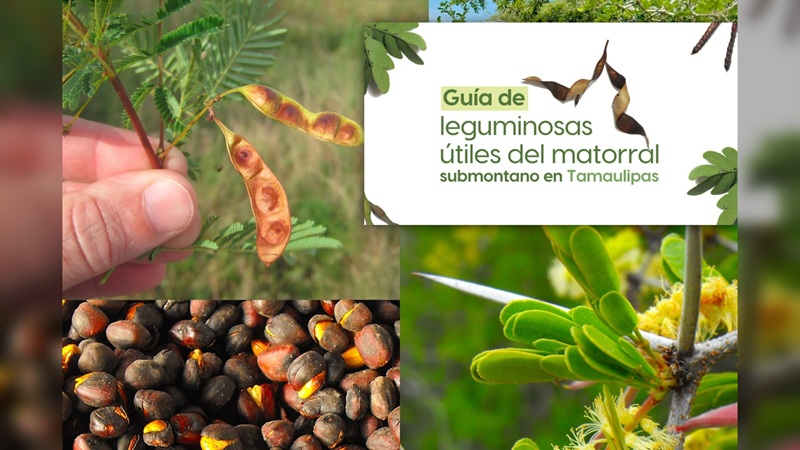 La UAT invita a conocer más sobre las leguminosas y su aprovechamiento