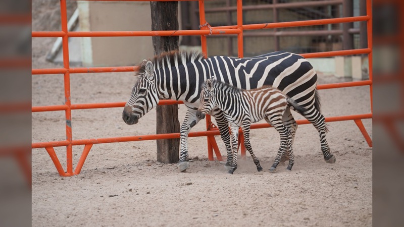 Nace cría de cebra en el Zoológico y Acuario de NLD