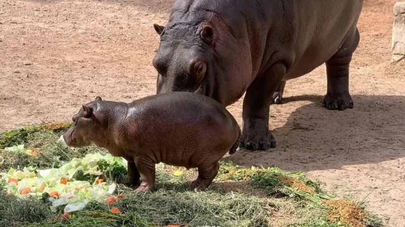 Nacen más de 10 crías en lo que va del año en el Zoo de NLD