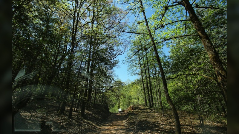 Pierde Tamaulipas más de 7 mil hectáreas de bosque