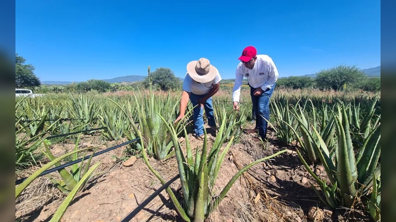 Planean exportar sábila, hortalizas y miel de Tamaulipas a EU y Europa
