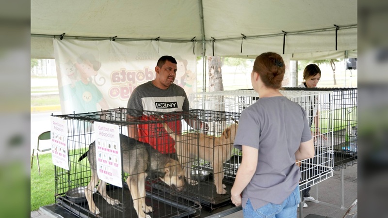 Realiza Dirección de Bienestar Animal ‘Feria de Adopciones’ en NLD