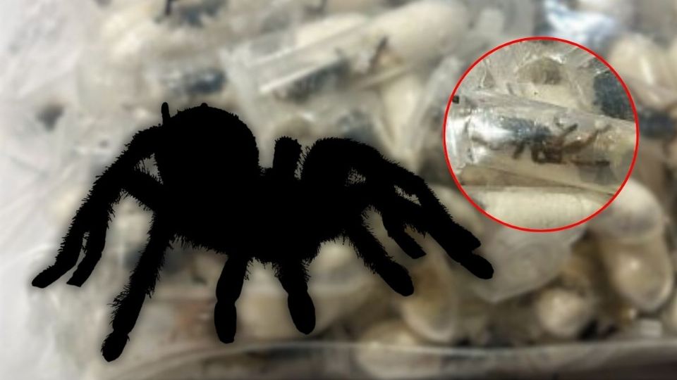 Hallan tarántulas en paquetes de galletas en Alemania
