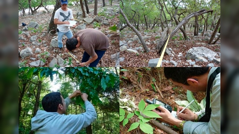 Busca la UAT conservar bosques de encino con tecnología geoespacial