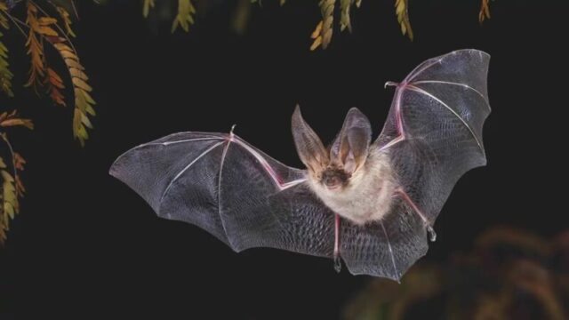 ¡Murió niño de rabia por un murciélago en Canadá!