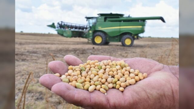 Tamaulipas sigue al frente en producción de sorgo, aunque cayó el volumen de la cosecha